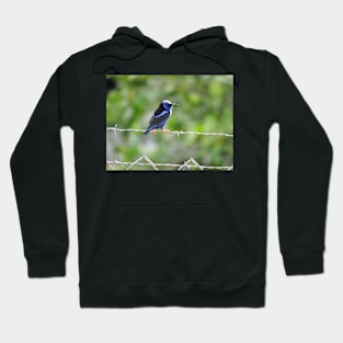 Red Legged Honeycreeper in Sunlight Hoodie